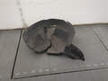 Защита арок (подкрылок) Volkswagen Touran 2003-2006 - 21199126