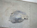 Защита арок (подкрылок) Opel Zafira B 2005-2014 - 21218194