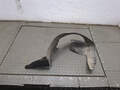 Защита арок (подкрылок) Citroen Berlingo 1 1997-2002 - 21335856