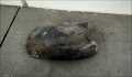 Защита арок (подкрылок) Renault Scenic 1 1996-2002 - 21429920