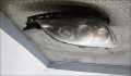 Фара передняя Mazda 3 (BK) 2003-2009 - 21453744
