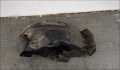 Защита арок (подкрылок) Renault Scenic 1 1996-2002 - 22109866