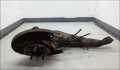 Рычаг подвески Hyundai Santa Fe 2000-2006 - 22157050
