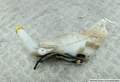 Бачок омывателя Opel Astra G 1998-2005 - 52207714