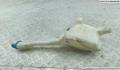 Бачок омывателя Honda Civic 7 2001-2005 - 55050309