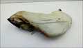 Бачок омывателя Volkswagen Passat 5 1996-2001 - 55299764